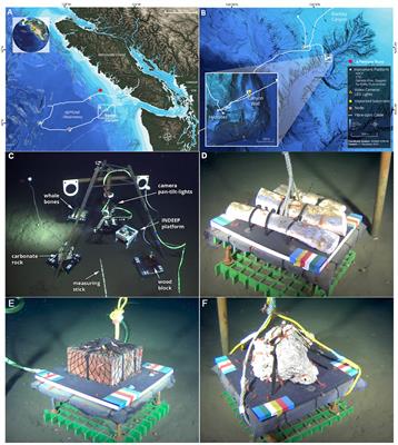 High-frequency study of megafaunal communities on whale bone, wood and carbonate in hypoxic Barkley Canyon